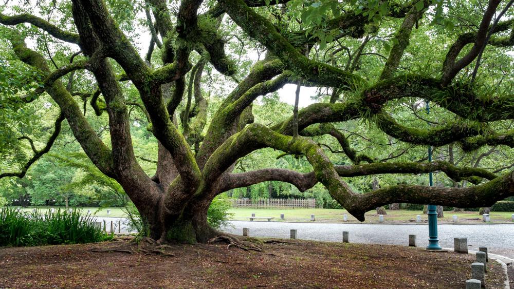 Arbre âgé 