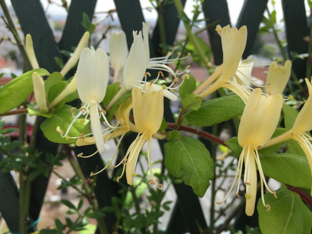 Fleurs de chèvrefeuille 