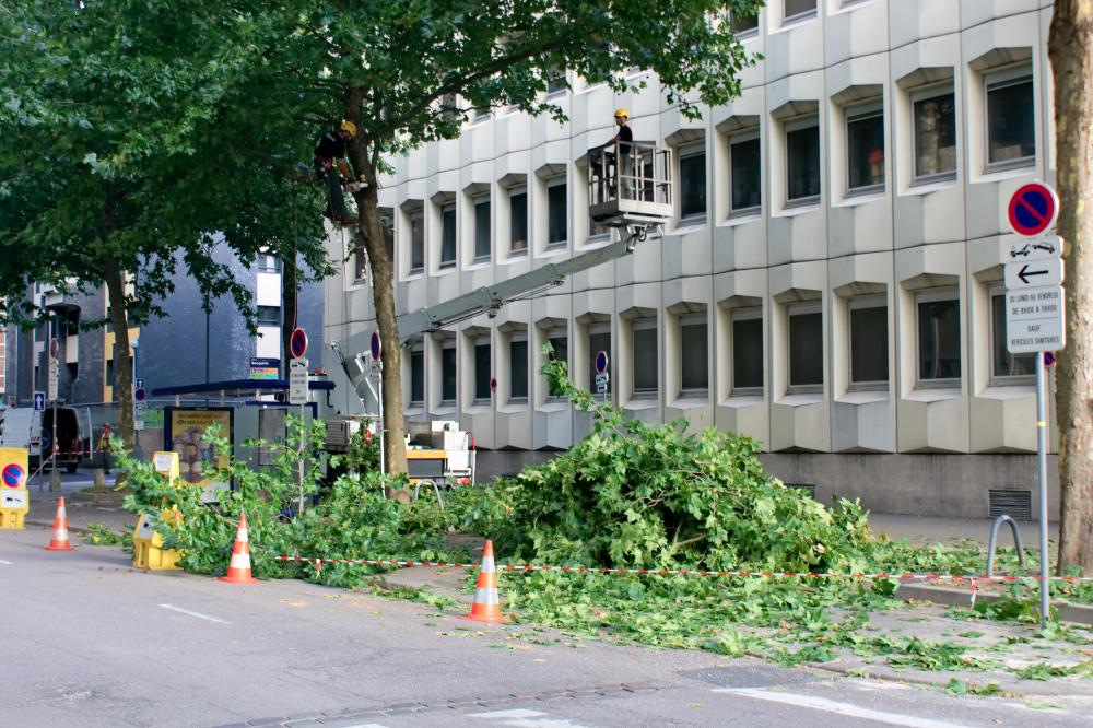 Voirie, élagage d'arbres 