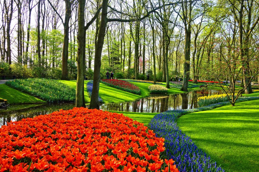 Massif de fleurs 