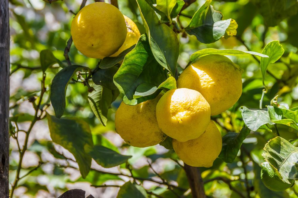 Agrume, citronnier 