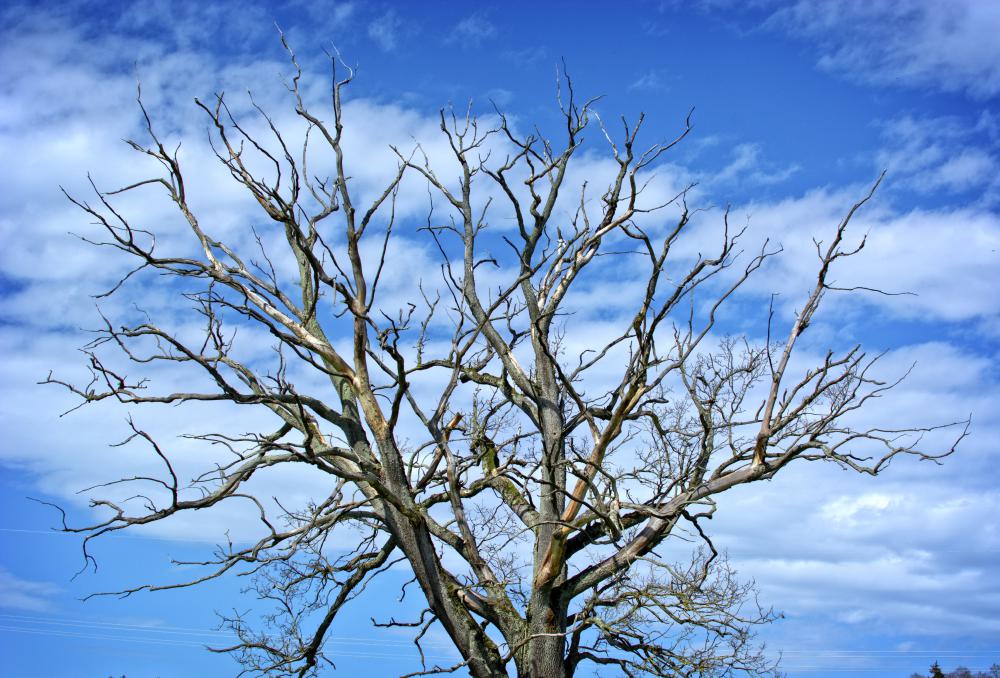 Arbres, hivers 