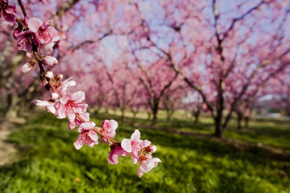 verger, arbres fruitiers 