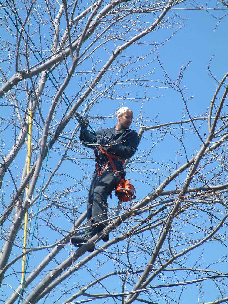 Travaux d'élagage d'arbre 