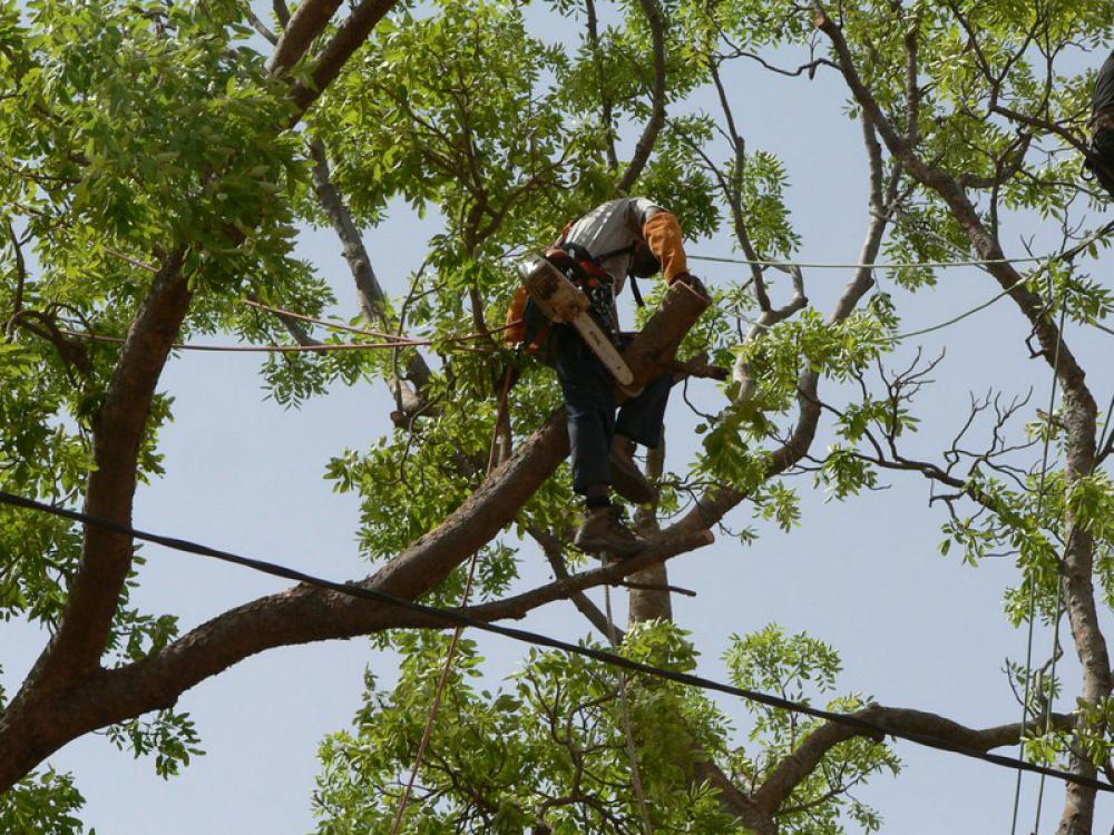 Travaux d'élagage d'arbre 