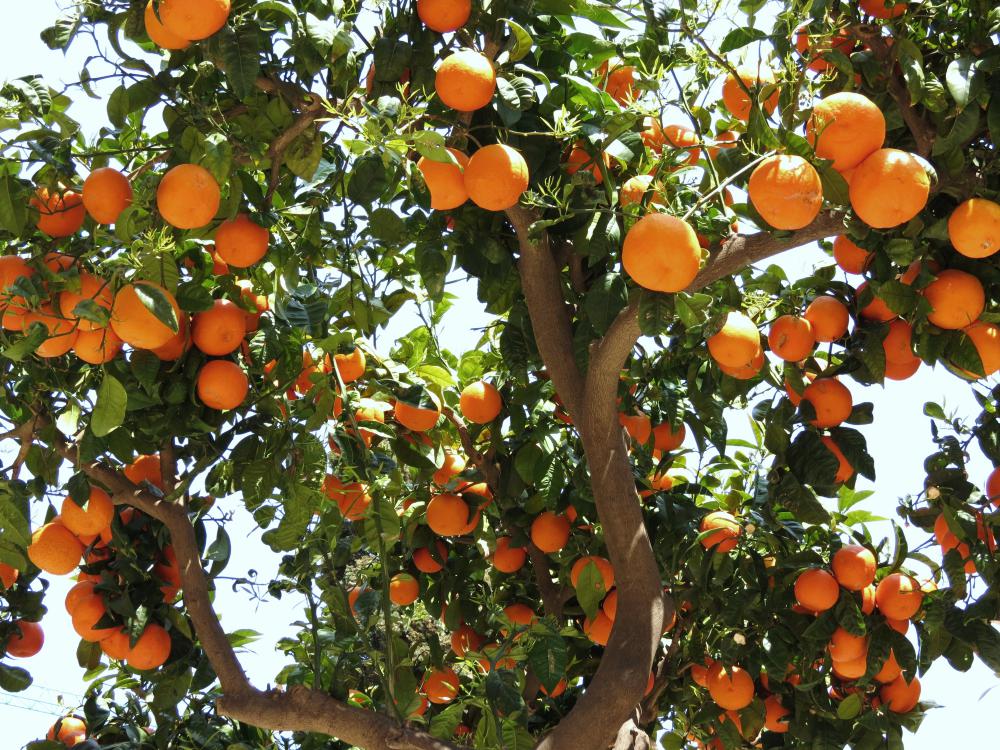 Fruitier, oranger 