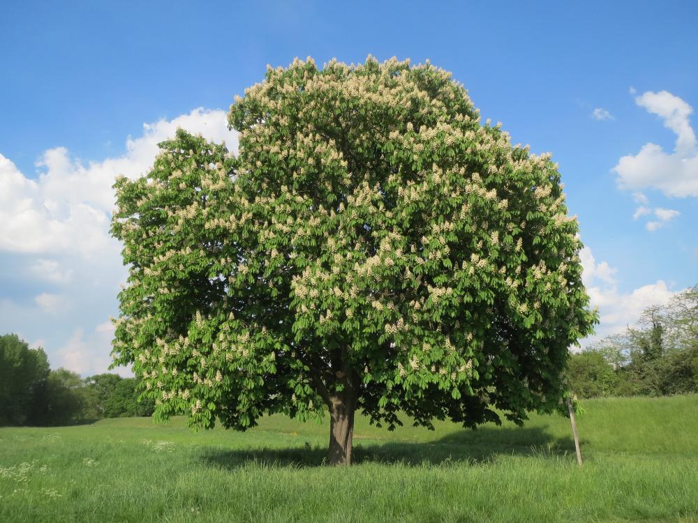 Arbre ornemental, Marronnier 