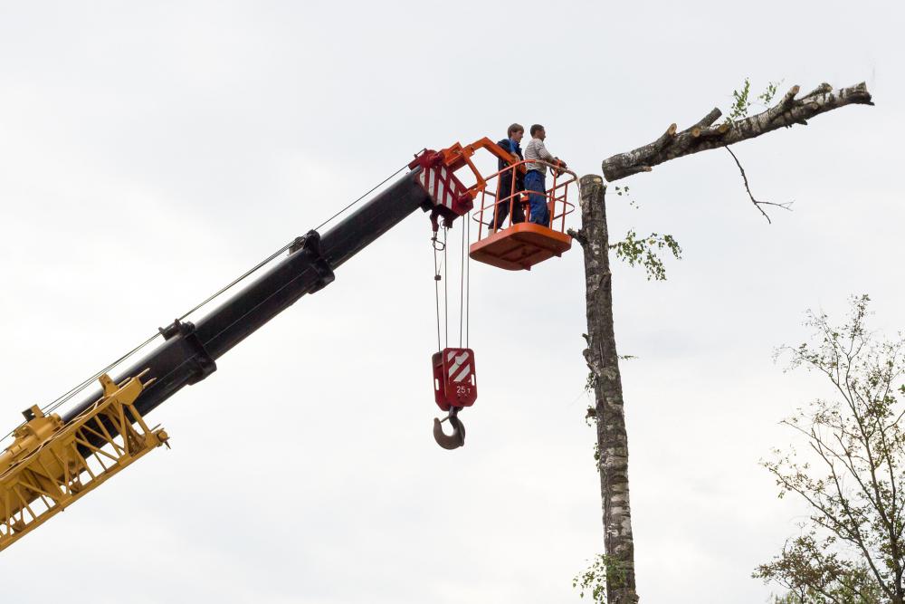 Démontage d'arbre 