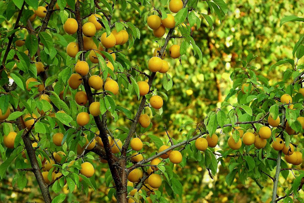 Arbre fruitier, prunier 