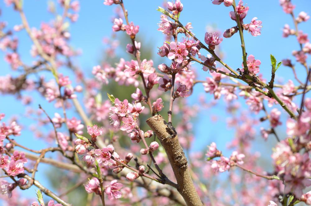 Verger, fleurs de pêcher