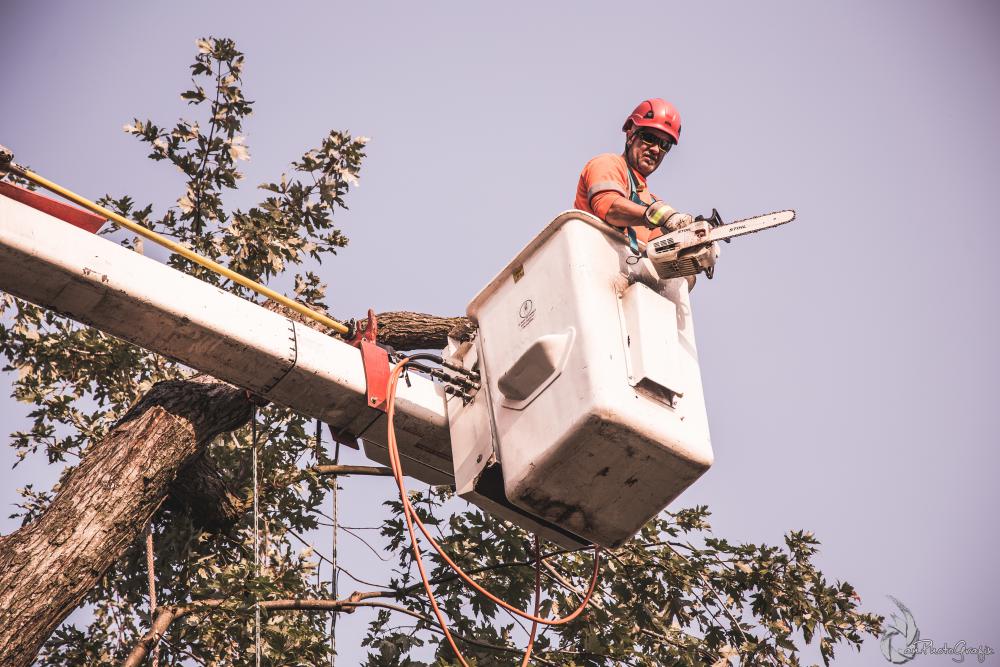 Travaux d'élagage d'arbre 