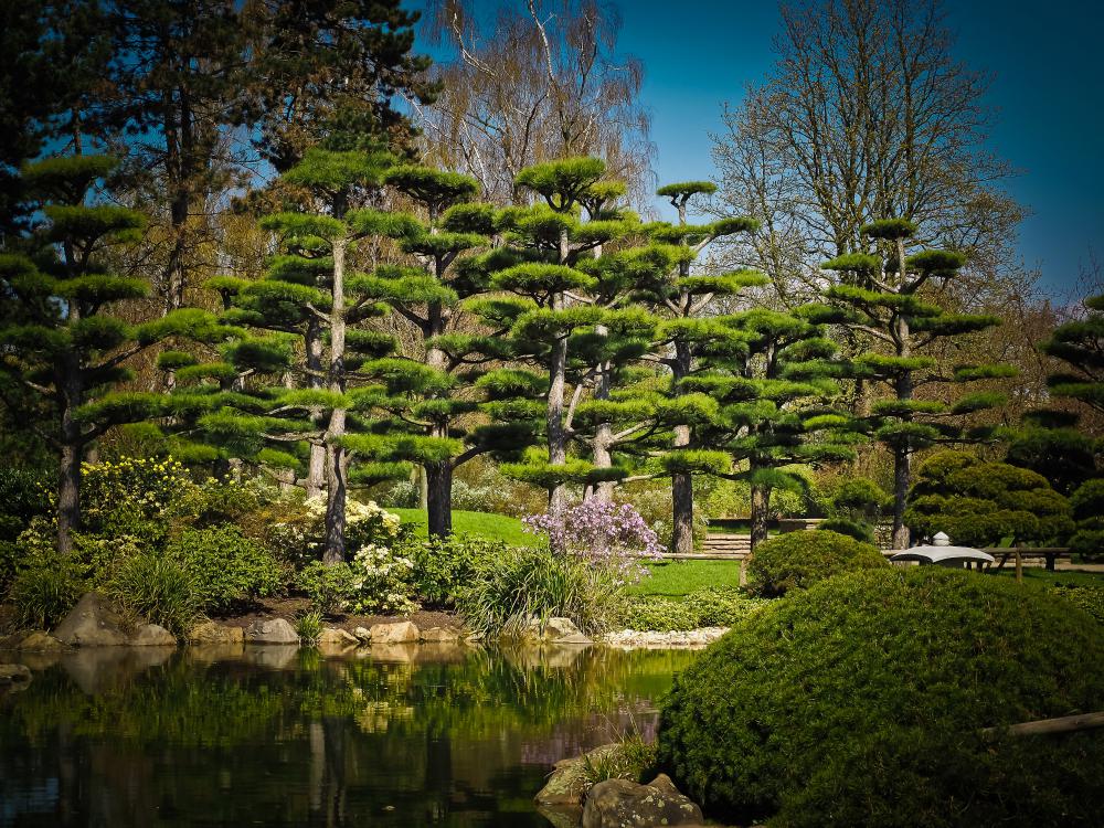 taille des arbres en nuage 