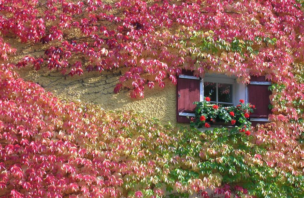 Façade, plantes grimpantes 