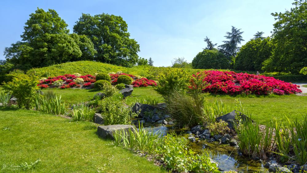 Jardin, massif de fleurs 