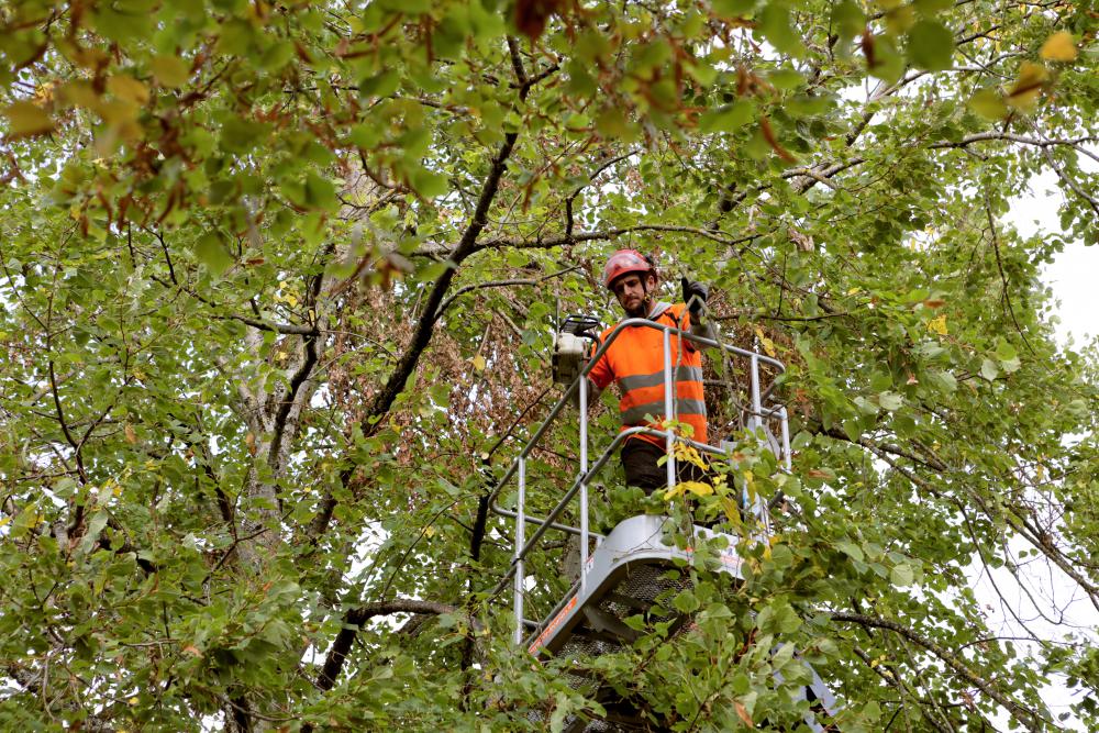 Travaux d'élagage d'arbre 