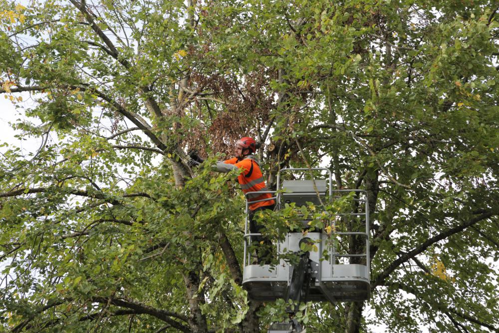 travaux d'élagage d'arbre 