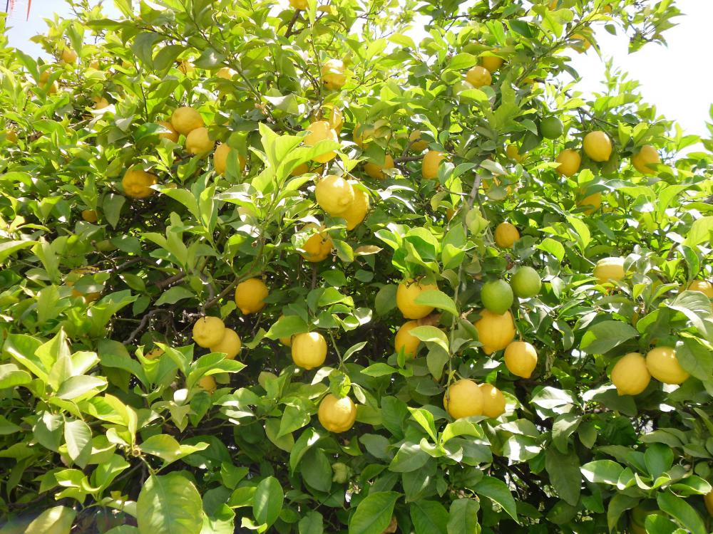 Arbre fruitier, citronnier 