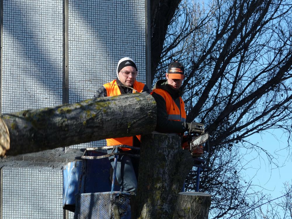 travaux d'abattage d'arbre 