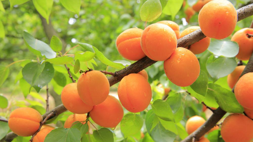 arbre fruitier,abricotier 