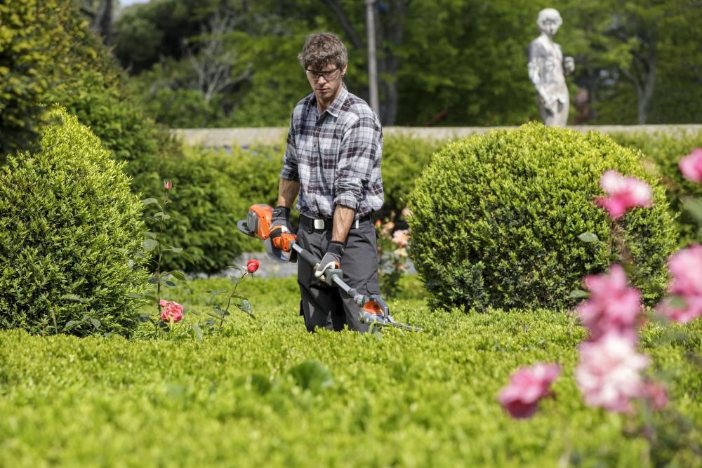 taille haie, jardin 